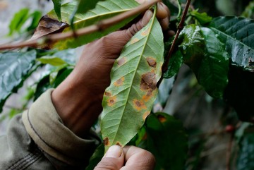 Cultivo de café, en crisis sin fin