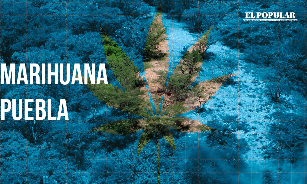 Huachicol opaca a plantíos de marihuana en Puebla