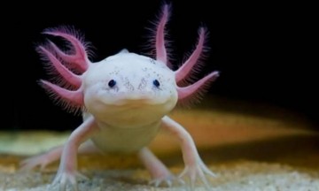 El Axólotl, y el origen del mundo