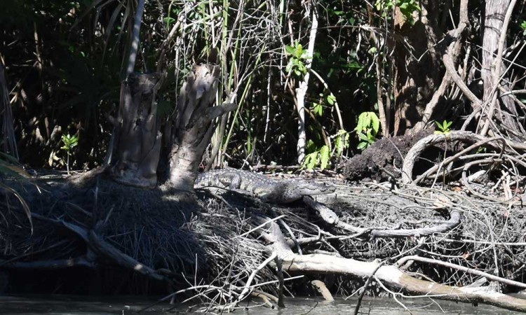 Río Champotón: el paraíso recuperado de los cocodrilos en México