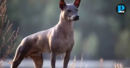 Desfile de xoloitzcuintles en Atlixco: fecha, hora y recorrido gratuito