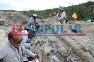 Hallan en Puebla el fósil más antiguo