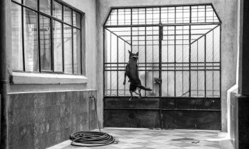 Esta es la historia del “Borras”, el famoso perrito de Roma