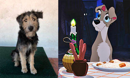 Disney halla a su estrella canina en un refugio