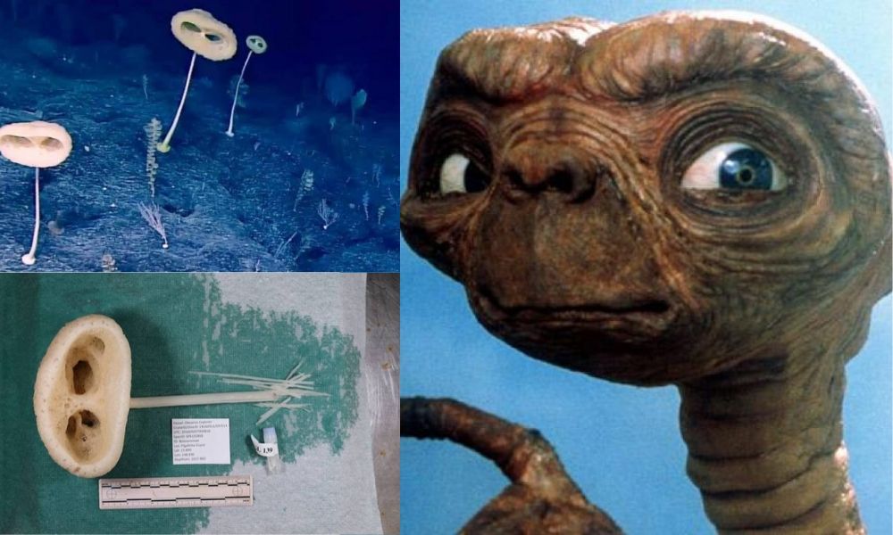 Descubren especie marina en Oceáno Pacífico con similitudes de E.T el extraterrestre
