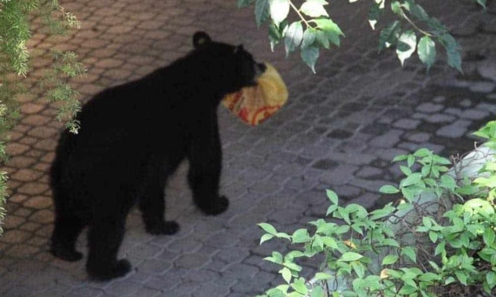 Los osos han estado rondando las calles de Monterrey.