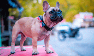 Eligen a un Bulldog Francés como alcalde de un pueblo de E.U. 