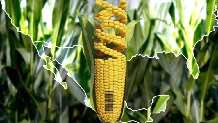 Concaem alerta repercusiones al frenar entrada a México del maíz transgénico