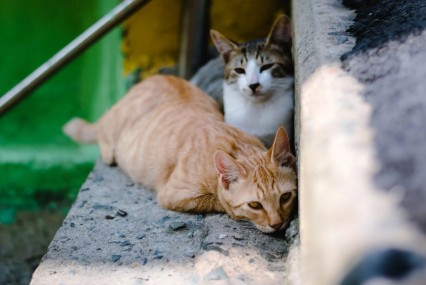 Alerta de la OMS: Advierten sobre brote masivo de gripe aviar en animales y posibles riesgos para los humanos