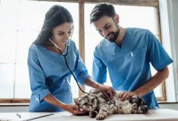 Día del Veterinario en México: Cuidando Mascotas y Salud Animal