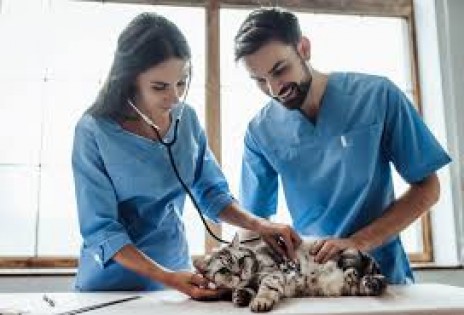 Cuidando a Cuatro Patas y Más Allá: Honrando a los Veterinarios en su Día Especial" 🐶👩‍⚕️🐱