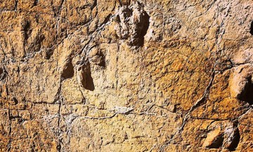 Huellas prehistóricas de Atexcal, en riesgo de desaparecer