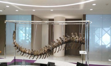 Subastan cola de dinosaurio para ayudar a México