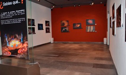 Montan fotos de alta calidad de seres oce&aacute;nicos