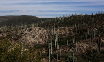 Declaran Biosfera poblana patrimonio de la humanidad