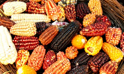 Buscan promover uso de semillas