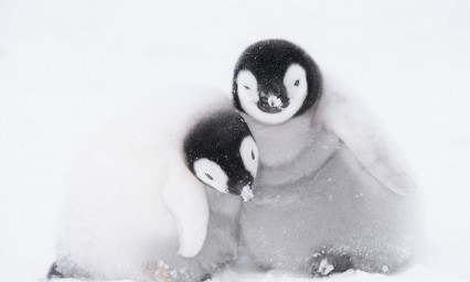 Filman 4 a&ntilde;os colonia de ping&uuml;inos