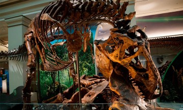 Museo de Washington mostrar&aacute; un esqueleto de dinosaurio