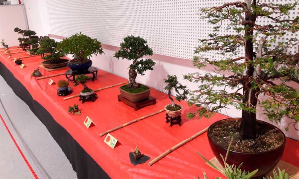 Arte bonsái, símbolo de amistad entre México y Japón