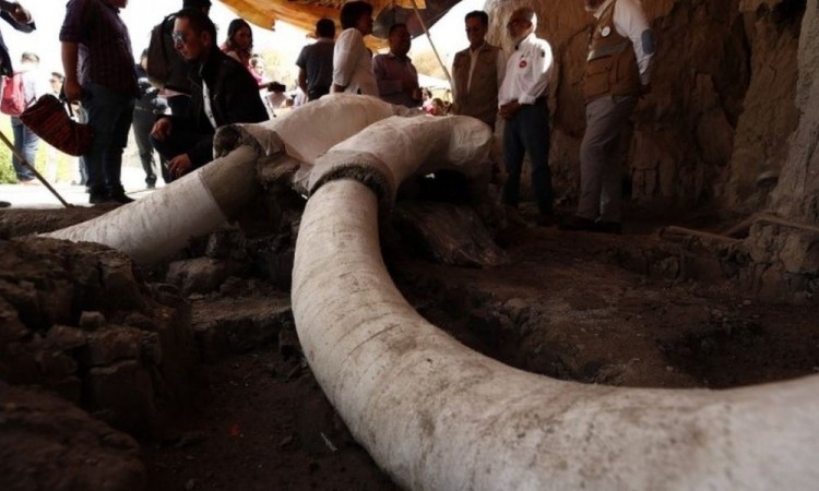 INAH comenzará estudio de yacimientos de mamuts en Santa Lucía y Tultepec II
