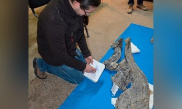 Descubren en México nueva especie de dinosaurio, habría muerto hace 73 millones de años