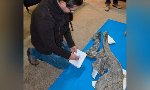 Descubren en México nueva especie de dinosaurio, habría muerto hace 73 millones de años