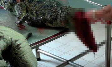 Acusa PETA sacrificio &ldquo;cruel&rdquo; de cocodrilos en Vietnam