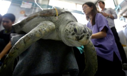 Ella es Bank, la tortuga que se trag&oacute; 5 kilos de monedas