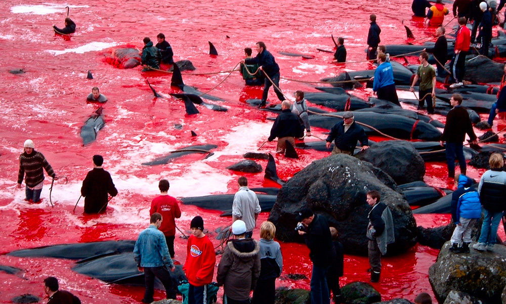 Noruega inicia cacería de ballenas con una escasa demanda
