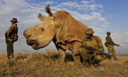 Busca pareja por Tinder &uacute;ltimo rinoceronte de su especie