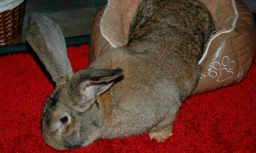 Muere conejo gigante durante vuelo de United Airlines