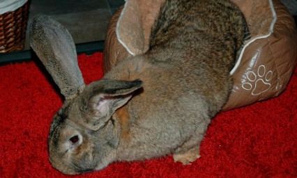 Muere conejo gigante durante vuelo de United Airlines