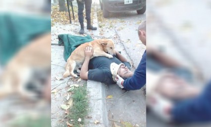 Conoce a Tony, el perro que nunca abandon&oacute; a su due&ntilde;o