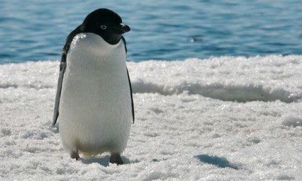 Miles de Ping&uuml;inos mueren de hambre en la Ant&aacute;rtida