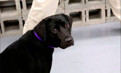 Perrita pierde su trabajo en la CIA por &ldquo;crisis existencial&rdquo;