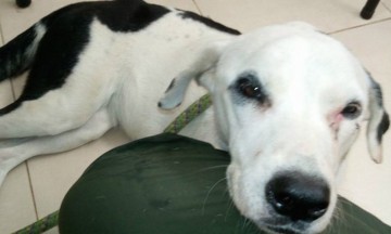 Perrita muri&oacute; esperando a sus due&ntilde;os en el aeropuerto