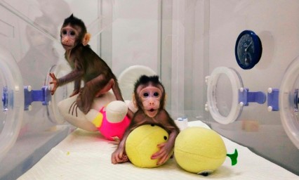 Cient&iacute;ficos clonan los primeros primates en China