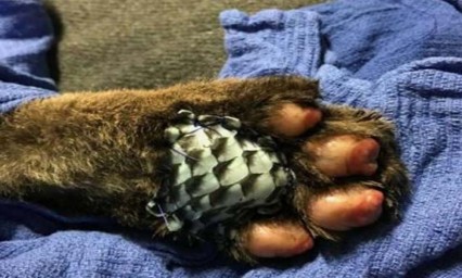 Sanan quemaduras de osos con pieles de peces