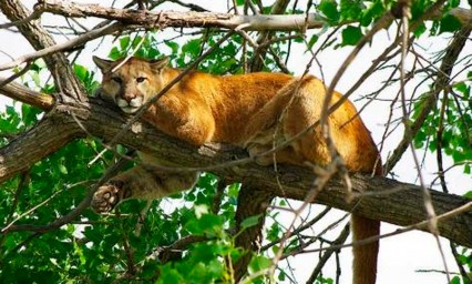 Extinto, el puma del este de Norteam&eacute;rica