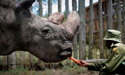 Muere el &uacute;ltimo rinoceronte blanco del mundo