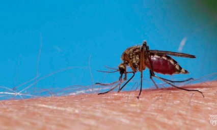 &iquest;Sabes qu&eacute; es la malaria o paludismo?