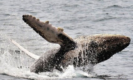 Repunta poblaci&oacute;n de ballenas jorobadas