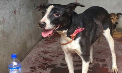 Rambo, el perro que sobrevivi&oacute; a la erupci&oacute;n del volc&aacute;n de Fuego en Guatemala
