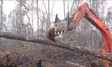 V&iacute;deo: Orangut&aacute;n enfrenta a una excavadora por defender su h&aacute;bitat