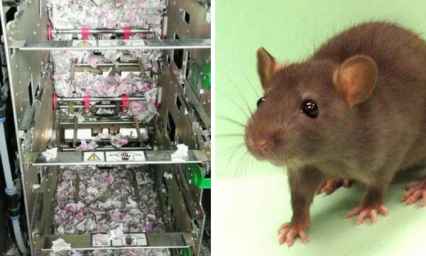 Rata se mete a un cajero y se come alrededor de 5 mil pesos