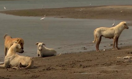 Isla de los perros, abandono en Pakist&aacute;n 
