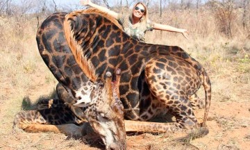 Mujer caza a jirafa y la exhibe como trofeo