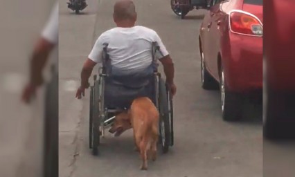 Perrito empuja silla de ruedas de su due&ntilde;o para avanzar