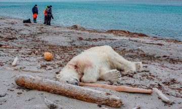 Matan a oso polar por atacar a gu&iacute;a tur&iacute;stico de Noruega