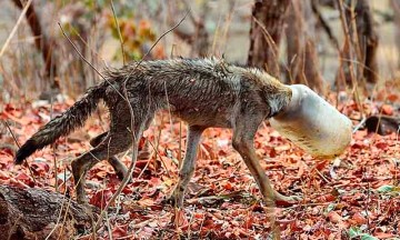 Rescatan a lobo con cabeza atrapada en plástico